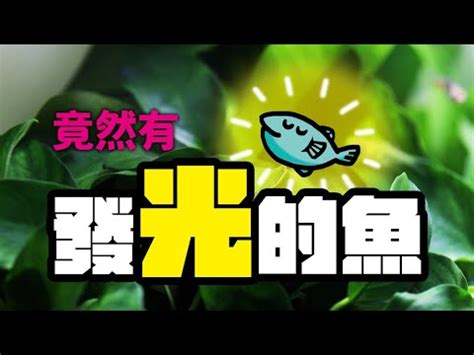 魚可以養在房間嗎|房間養魚有禁忌？專家解答